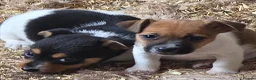 Jack Russell dogs for sale: Jack Russell Boys - Advert 4