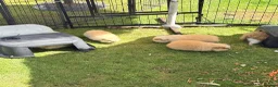 Guinea Pig rodents for sale: Swiss & Peruvians baby’s available  - Advert 3