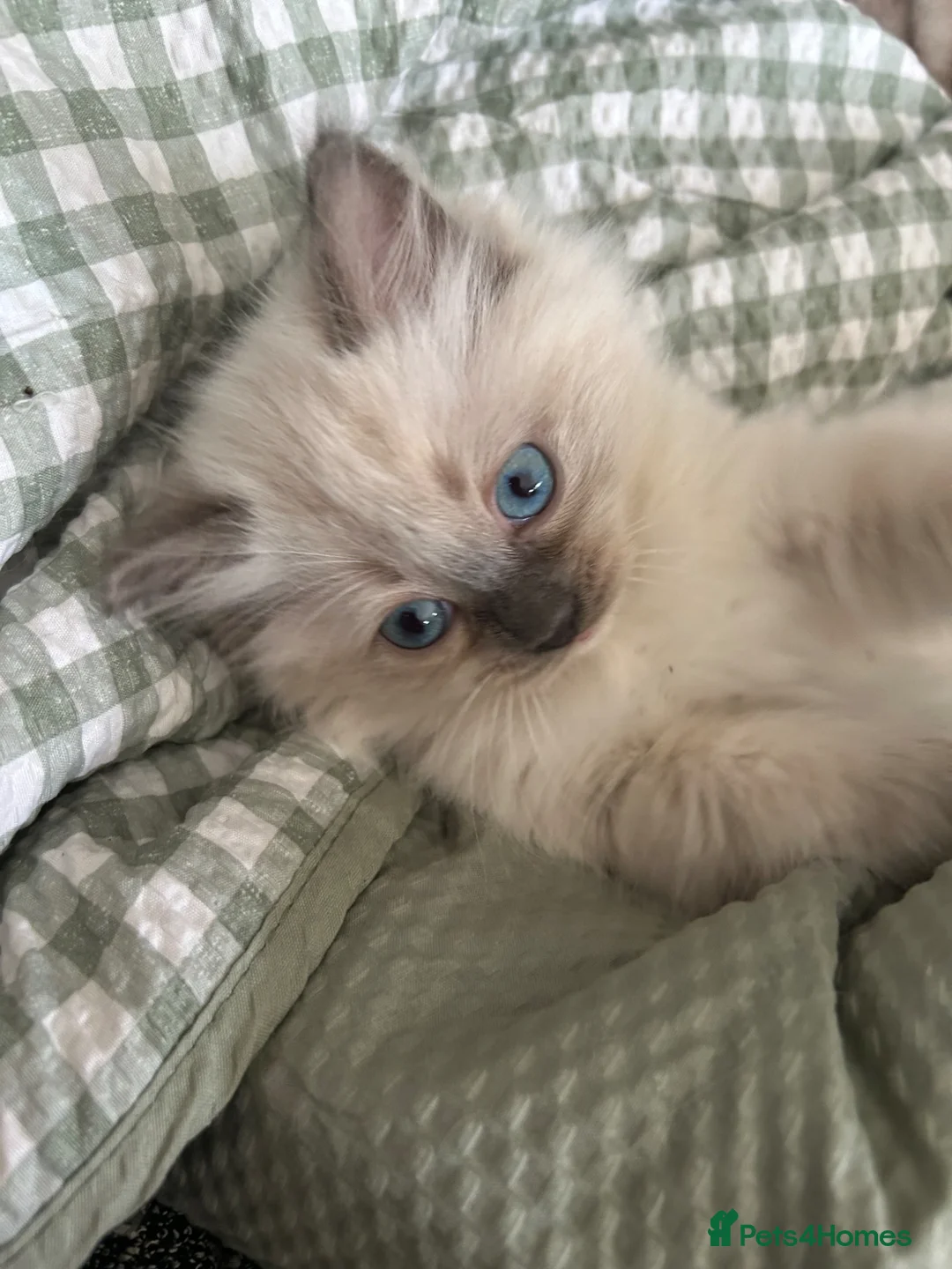 Ragdoll cats for sale: Quality Ragdoll Cherubim Mink Smoke Kittens - Advert 2