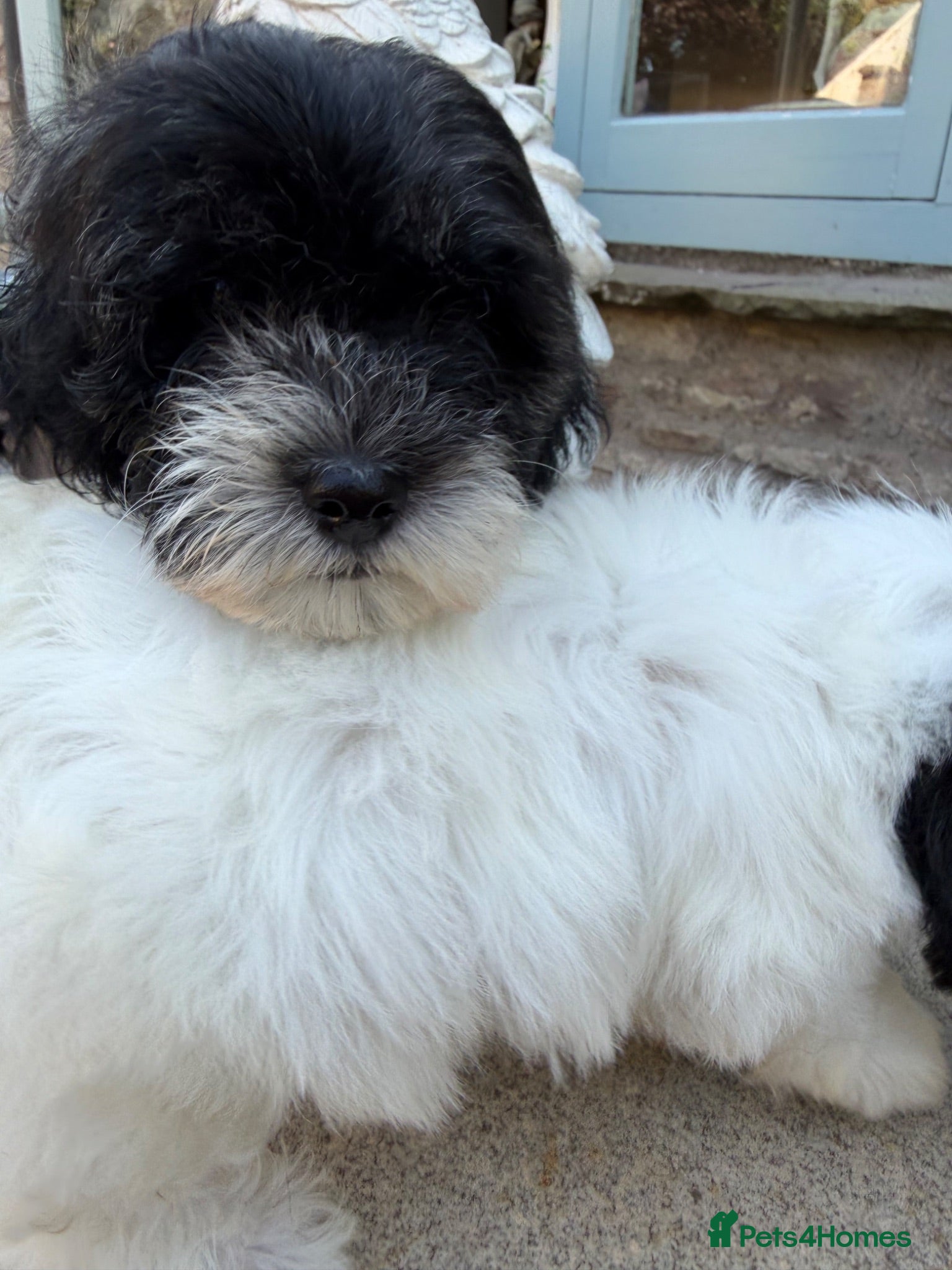 Mixed Breed dogs Ready to leave Toy poodle Havanese puppies  - Advert 2