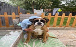 Boxer dogs for sale: Stunning kc reg boxer babies 2 girls remaining  - Image 10
