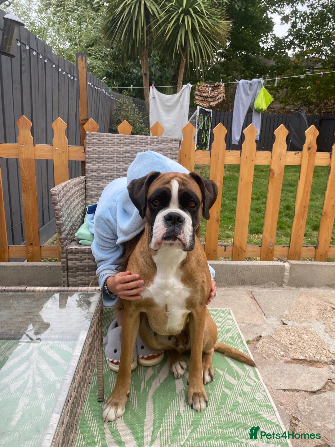 Boxer dogs for sale: Stunning kc reg boxer babies 2 girls remaining  - Image 10