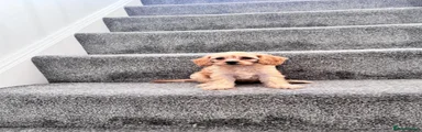 Toy Poodle 5