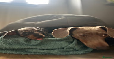 Miniature Dachshund dogs - Advert 14