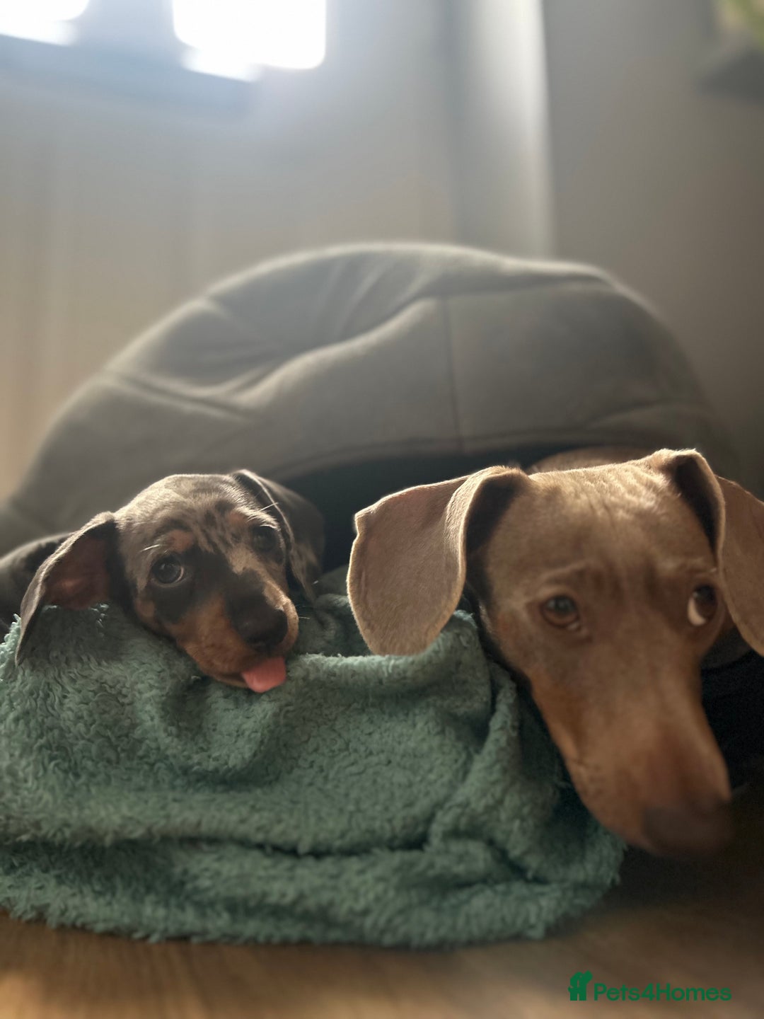 Miniature Dachshund dogs for sale: Little Legs, Big Hearts, Miniature Dachshunds x - Image 3