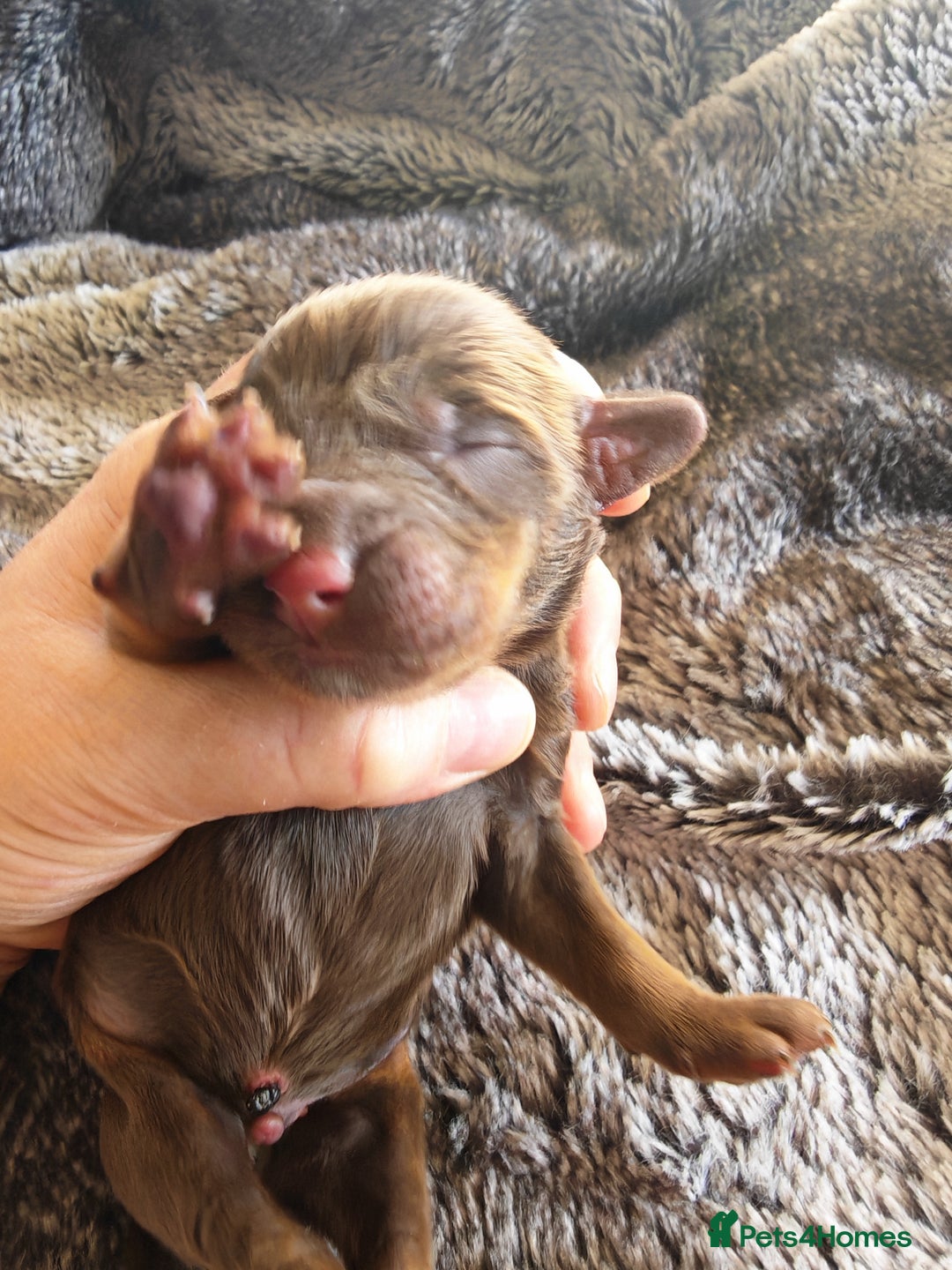 Cockapoo dogs for sale: Cockapoos F1 DNA Health tested patents - Advert 8