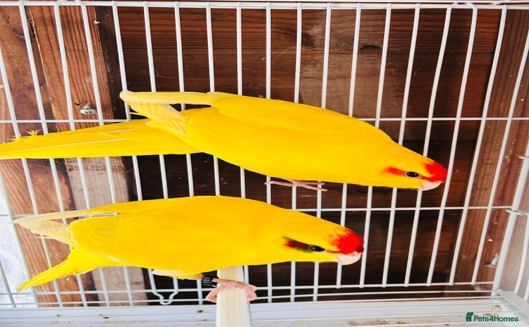 Parakeets birds - Advert 14