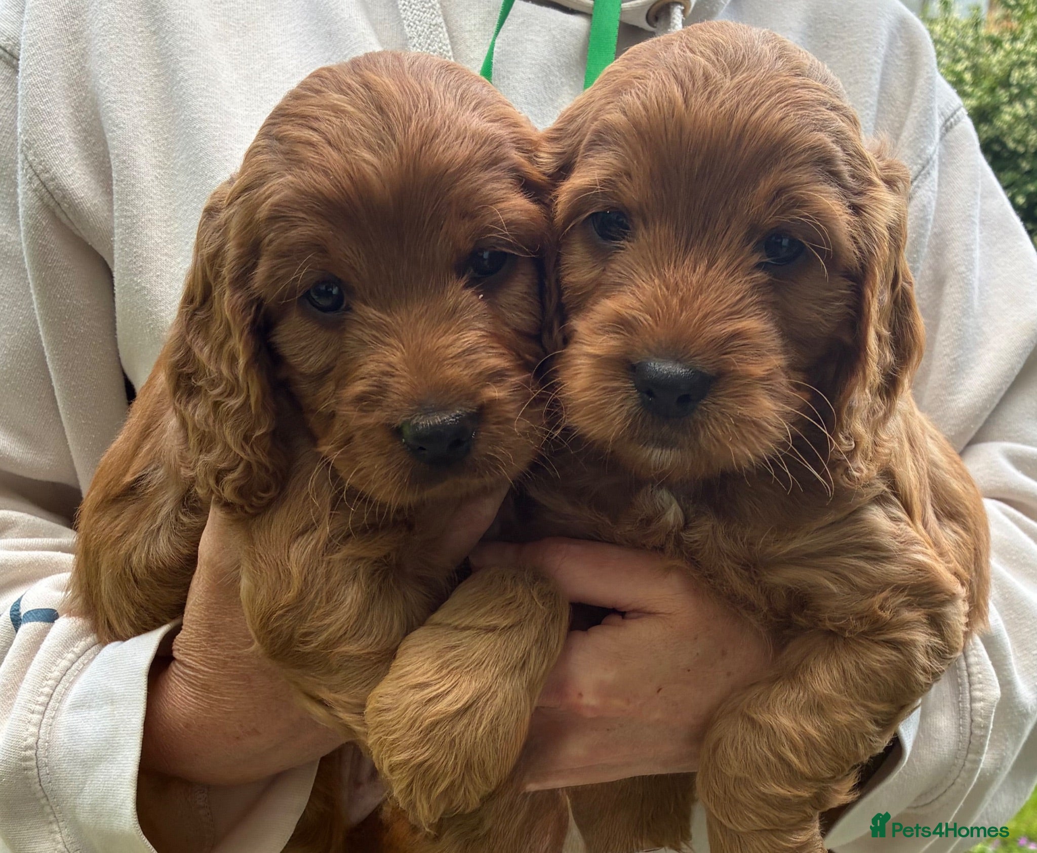Cockapoo dogs Gorgeous F1 Cockapoo Puppies! - Advert 1