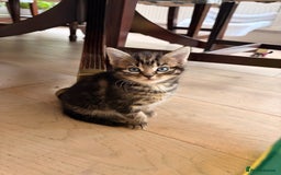 Domestic Shorthair cats for sale: Gorgeous kittens for sale - south of Edinburgh  - Image 4