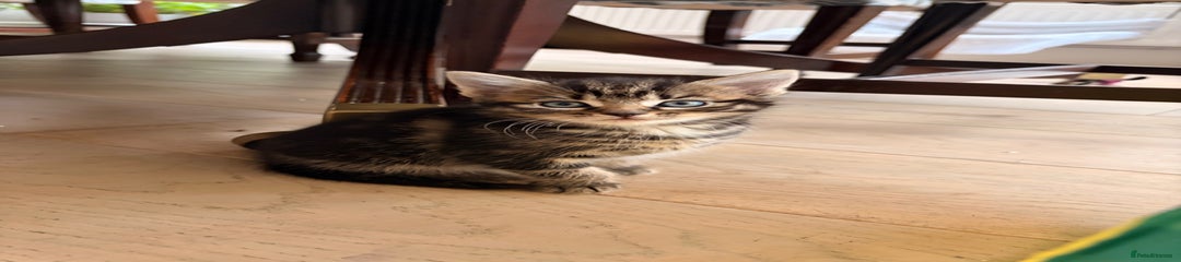 Domestic Shorthair Kitten 3