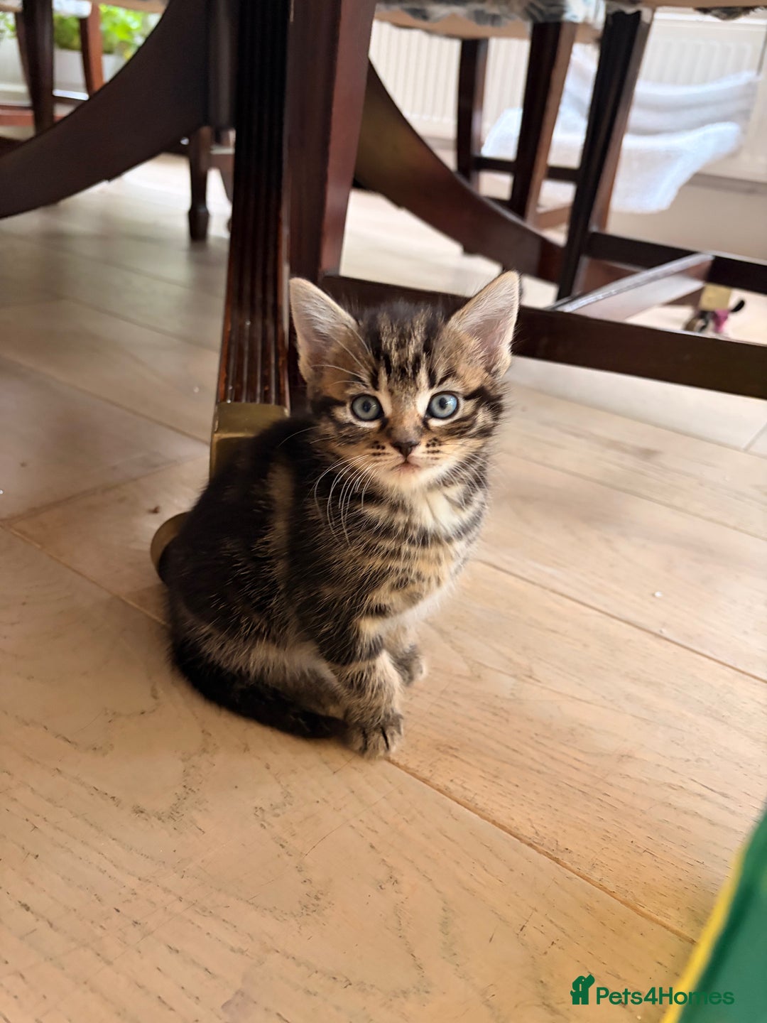 Domestic Shorthair cats for sale: Gorgeous kittens for sale - south of Edinburgh  - Image 4