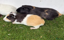 Guinea Pig rodents for sale: Female baby guinea pigs  - Image 18