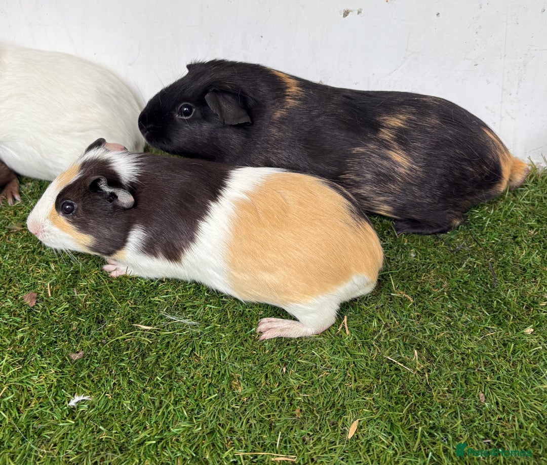 Guinea Pig rodents for sale: Female baby guinea pigs  - Image 18