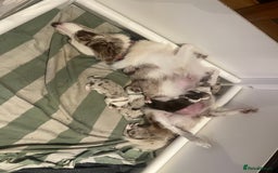 Border Collie dogs for sale: Red merle male border collie puppy available - Advert 4