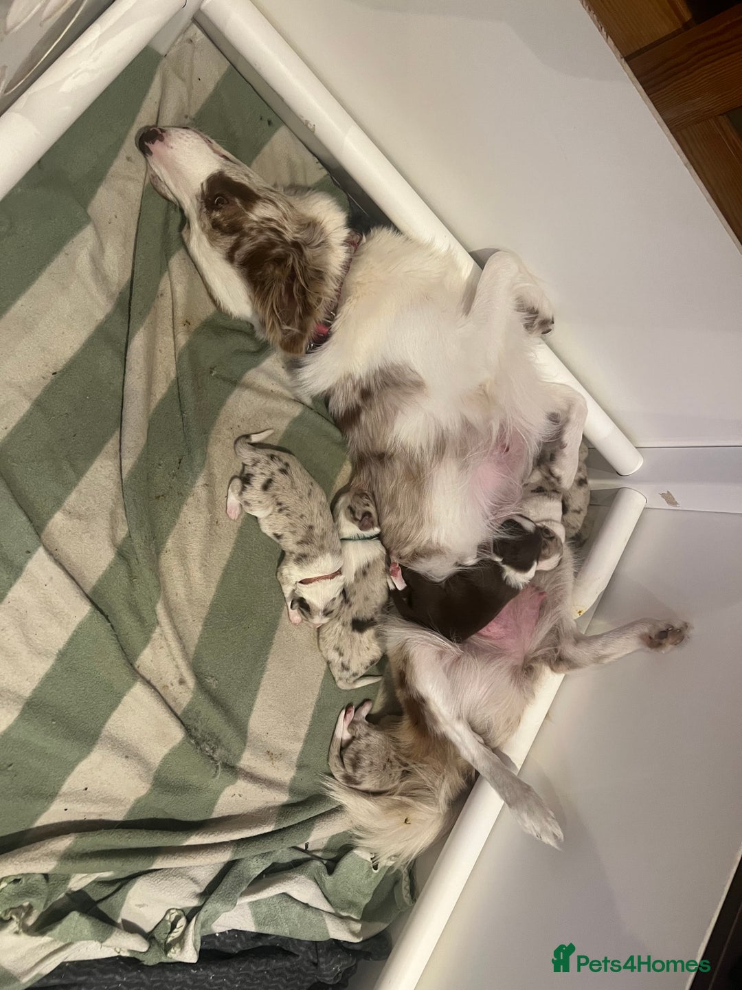 Border Collie dogs for sale: Red merle male border collie puppy available - Advert 4