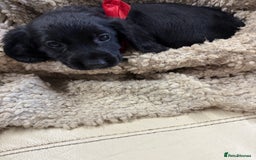 Cocker Spaniel dogs for sale: 2 black working cocker spaniel pups  - Image 5