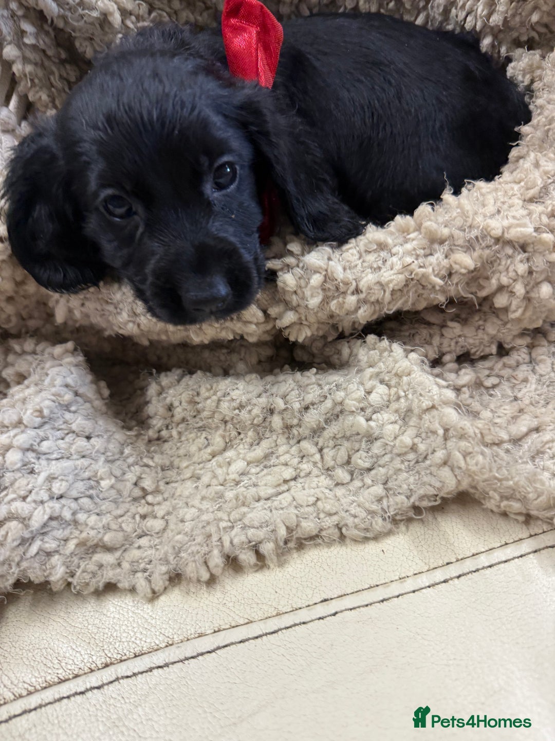 Cocker Spaniel dogs for sale: 2 black working cocker spaniel pups  - Image 5