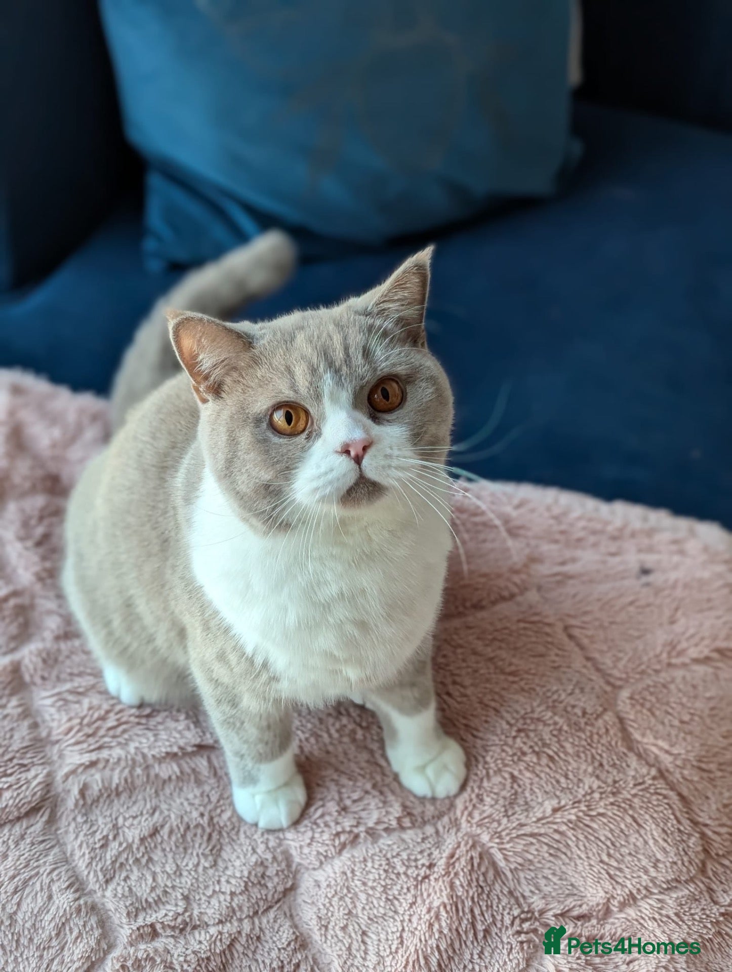 British Shorthair cats Sweet Male Cat + Automatic Feeders - Advert 4