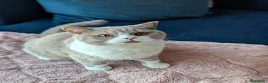 British Shorthair 1