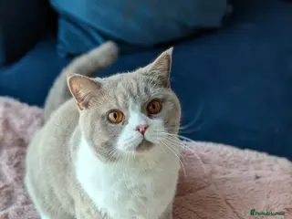 British Shorthair cats Sweet Male Cat + Automatic Feeders - Advert 1