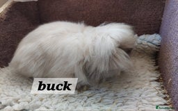 Mini Lion Lop rabbits for sale: Pure bred Dm mini lionlop buck  - Image 10