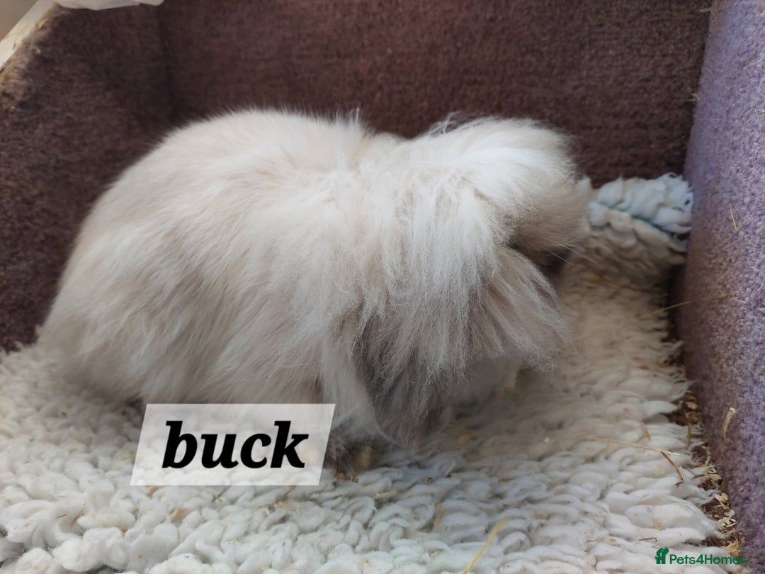 Mini Lion Lop rabbits for sale: Pure bred Dm mini lionlop buck  - Image 10