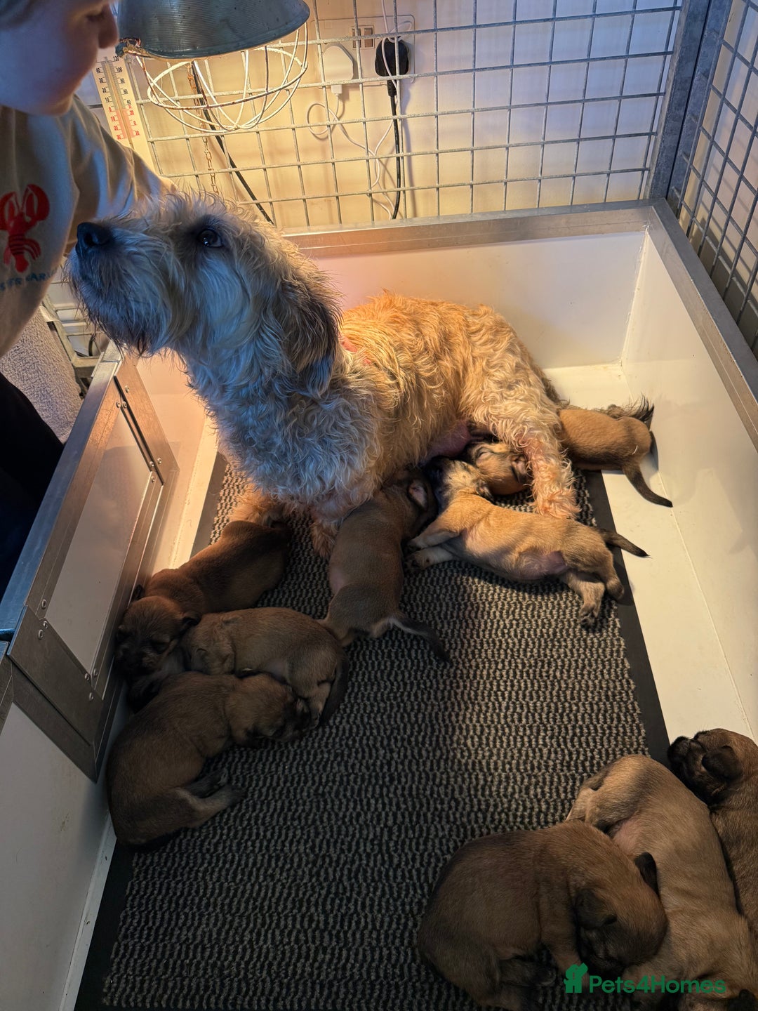 Glen of Imaal Terrier dogs for sale: Glen of Imaal terrier puppies - Image 10