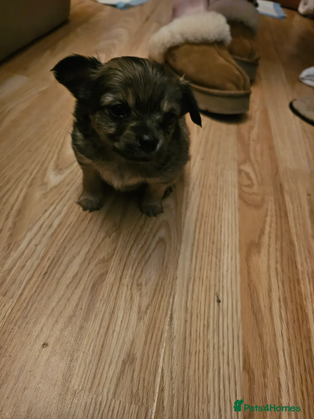 Chihuahua dogs for sale: Tiny chihuahuas  - Advert 11