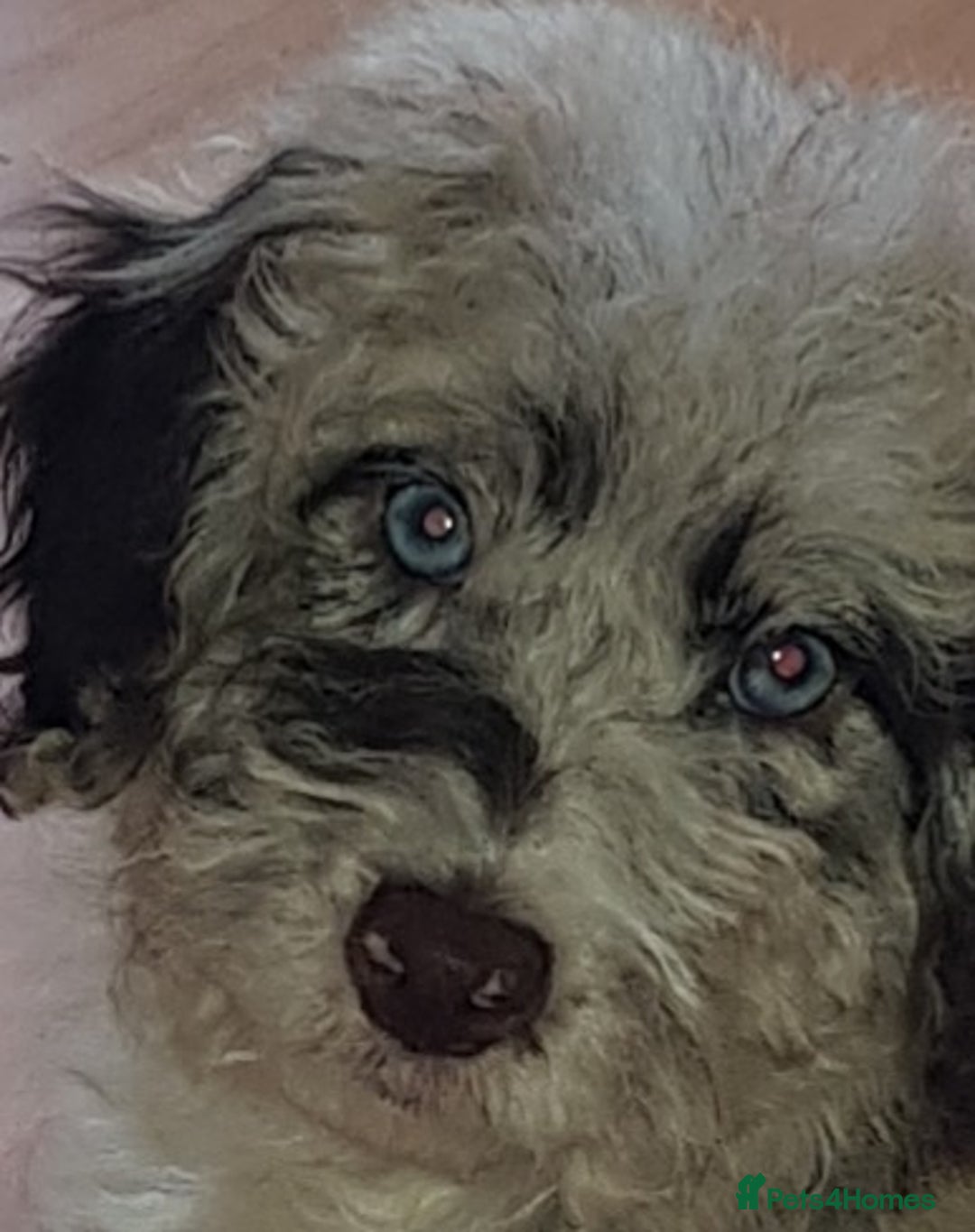 Mixed Breed dogs for sale: Loyal F1b Cockapoo - Advert 4