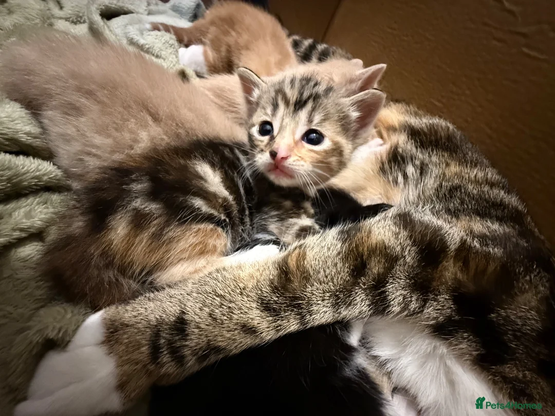 Mixed Breed cats for sale: Mixed Breed Kittens - Advert 8