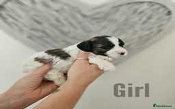 Mixed Breed dogs for sale: Cavapoo/Shihpoo mix - Image 4