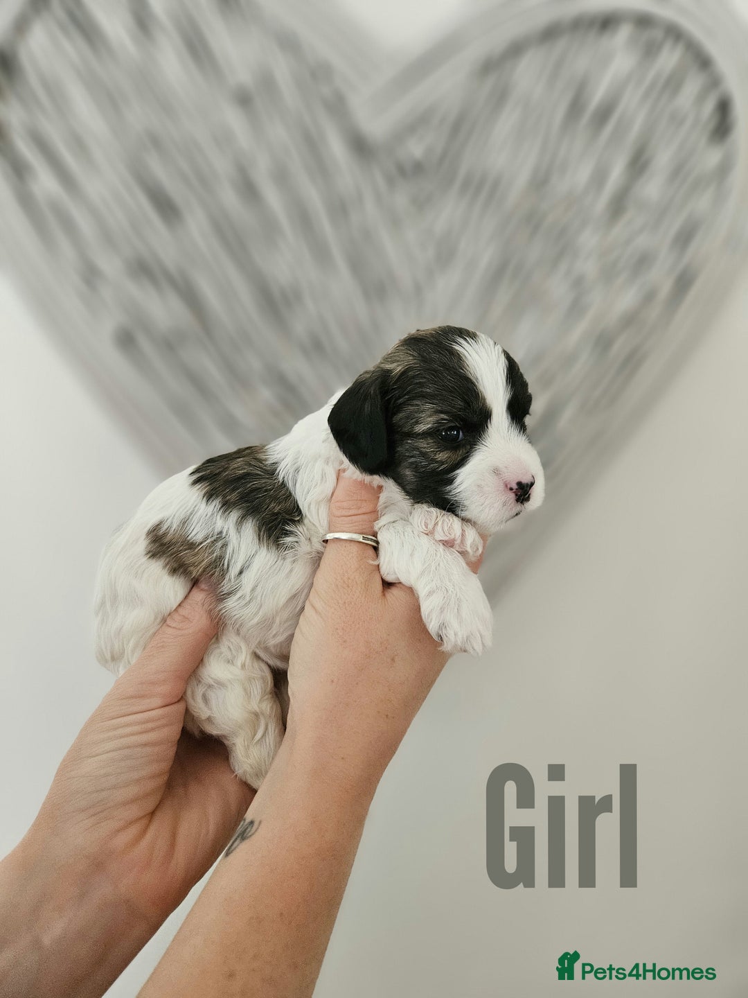 Mixed Breed dogs for sale: Cavapoo/Shihpoo mix - Image 4