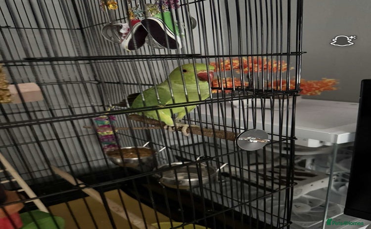 Ringnecks birds - Advert 2