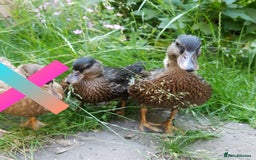 Ducks poultry for sale: Hand Reared Calls Male and Female Mallard Coloured - Image 2