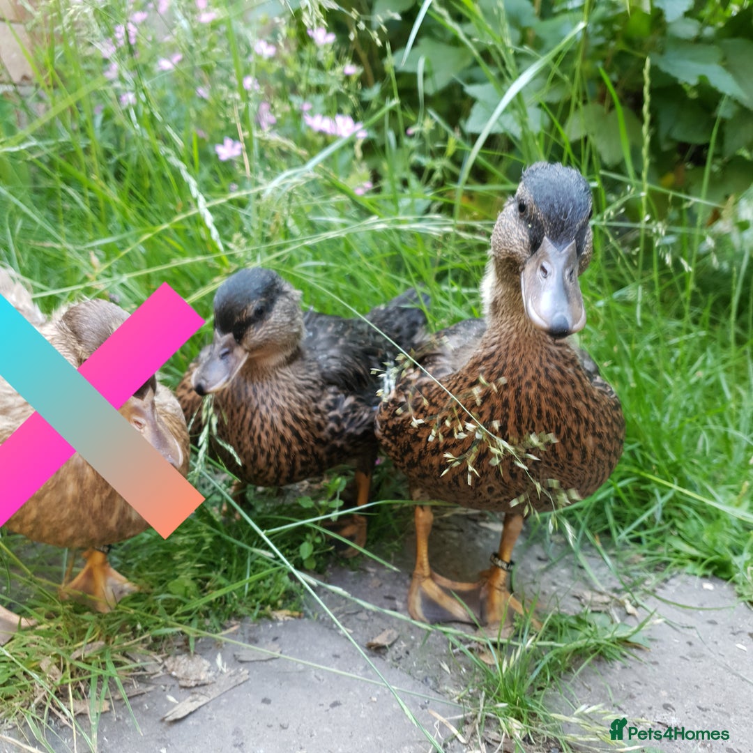 Ducks poultry for sale: Hand Reared Calls Male and Female Mallard Coloured - Image 2