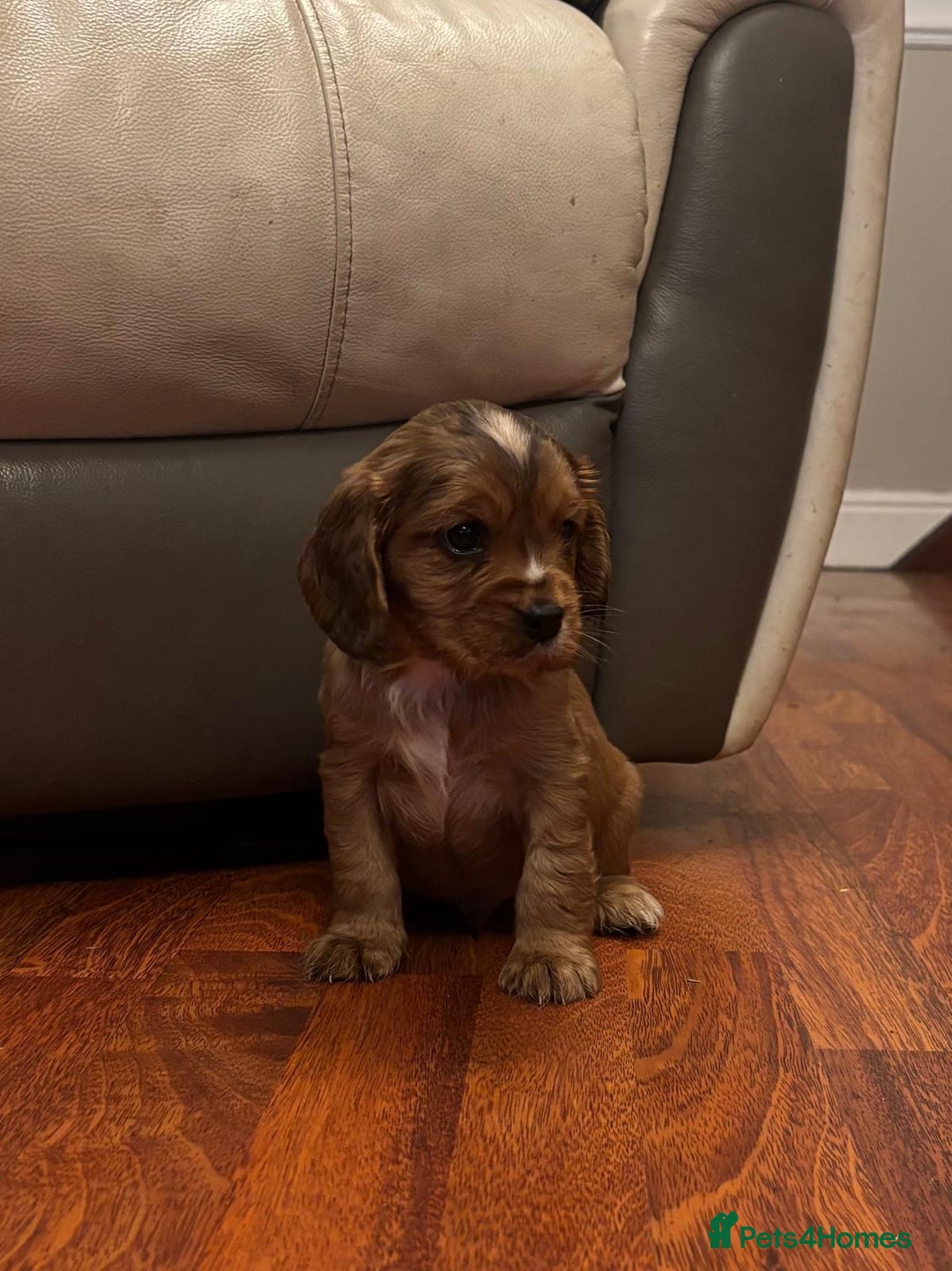 Cockalier dogs for sale: Cockalier puppies - Advert 1