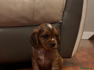 Cockalier dogs Cockalier puppies - Advert 2