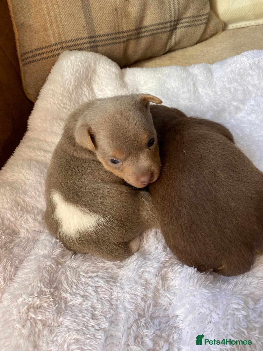 Jack Russell dogs for sale: Gorgeous Miniature Jack Russell Puppies For Sale - Image 12