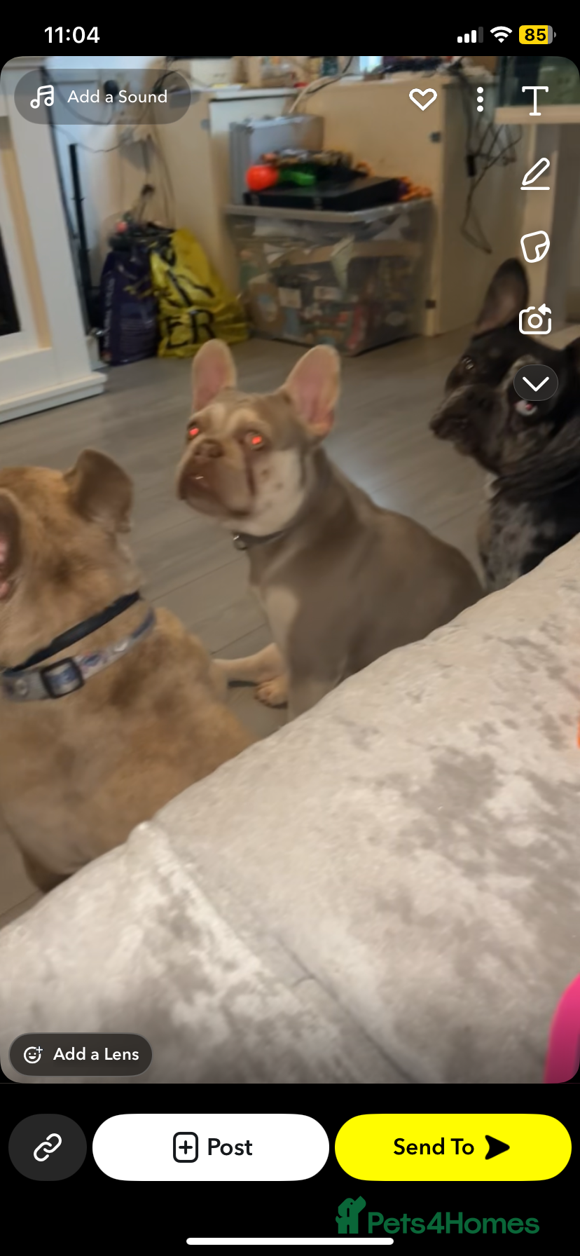 French Bulldog dogs Adult Female French bulldog for sale  - Advert 8