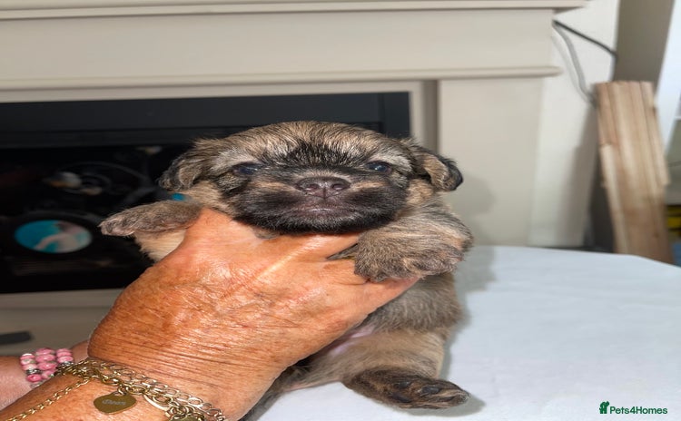 Mixed Breed dogs - Advert 10