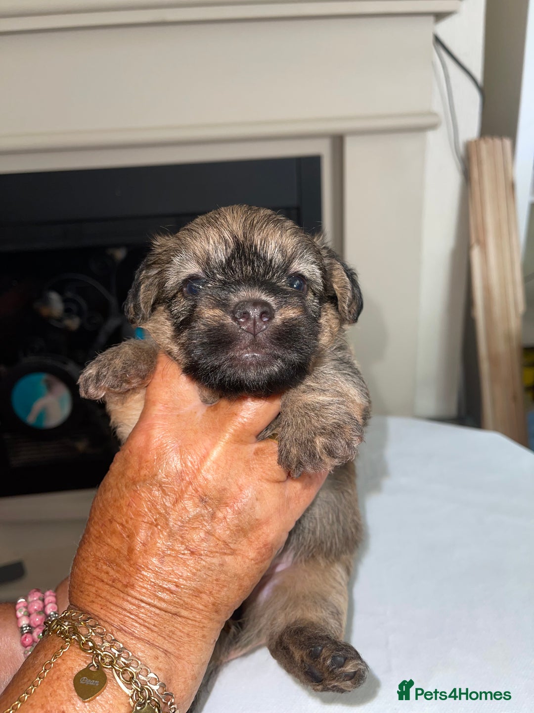 Mixed Breed dogs for sale: Adorable puppies - Image 1