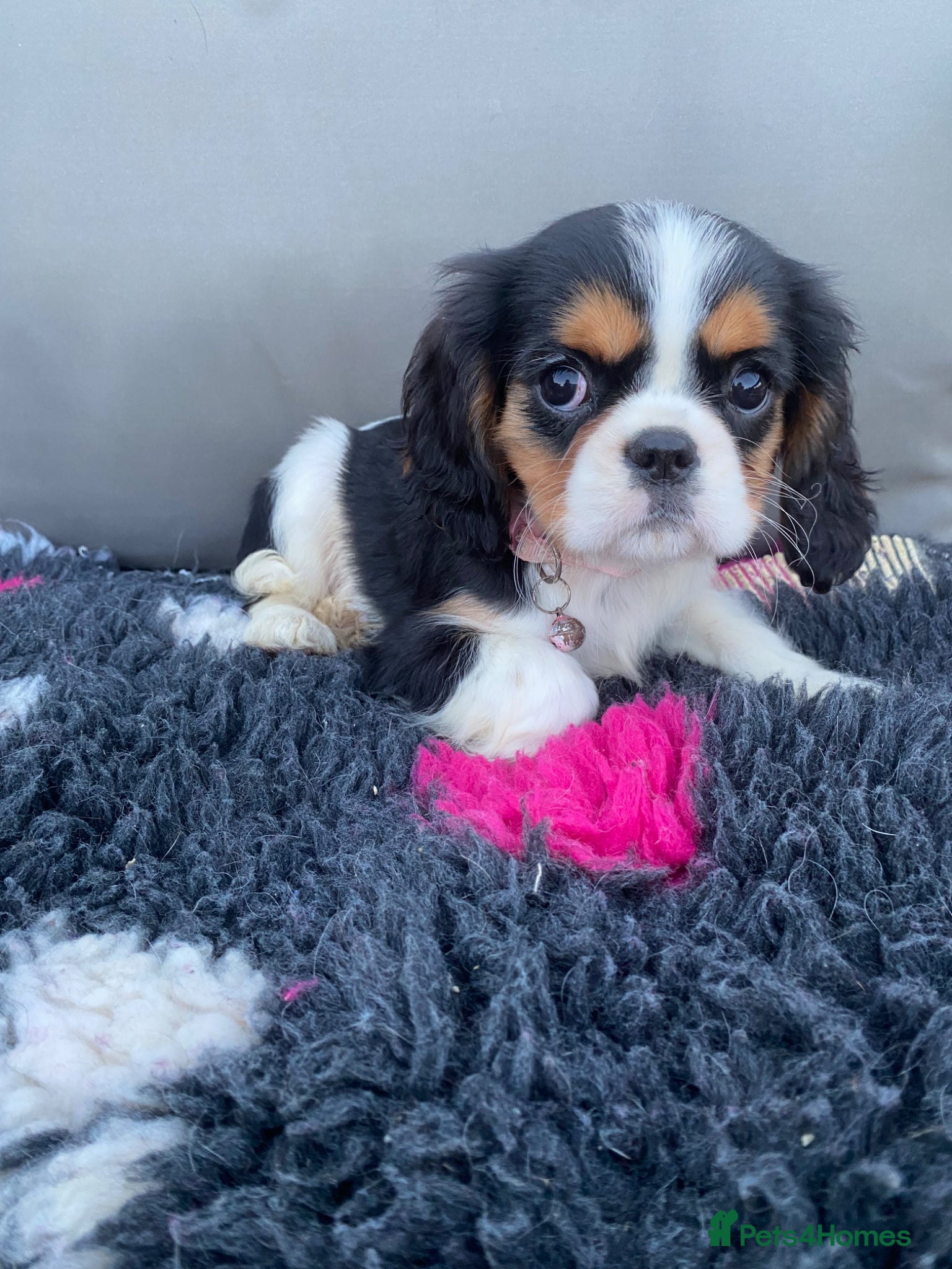 Cavalier King Charles Spaniel dogs for sale: Cavalier King Charles  - Advert 7