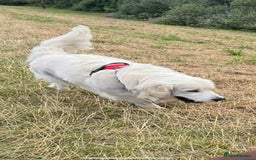Golden Retriever dogs for stud: Handsome k.c Registered Golden retriever For Stud  in Knottingley - Image 9