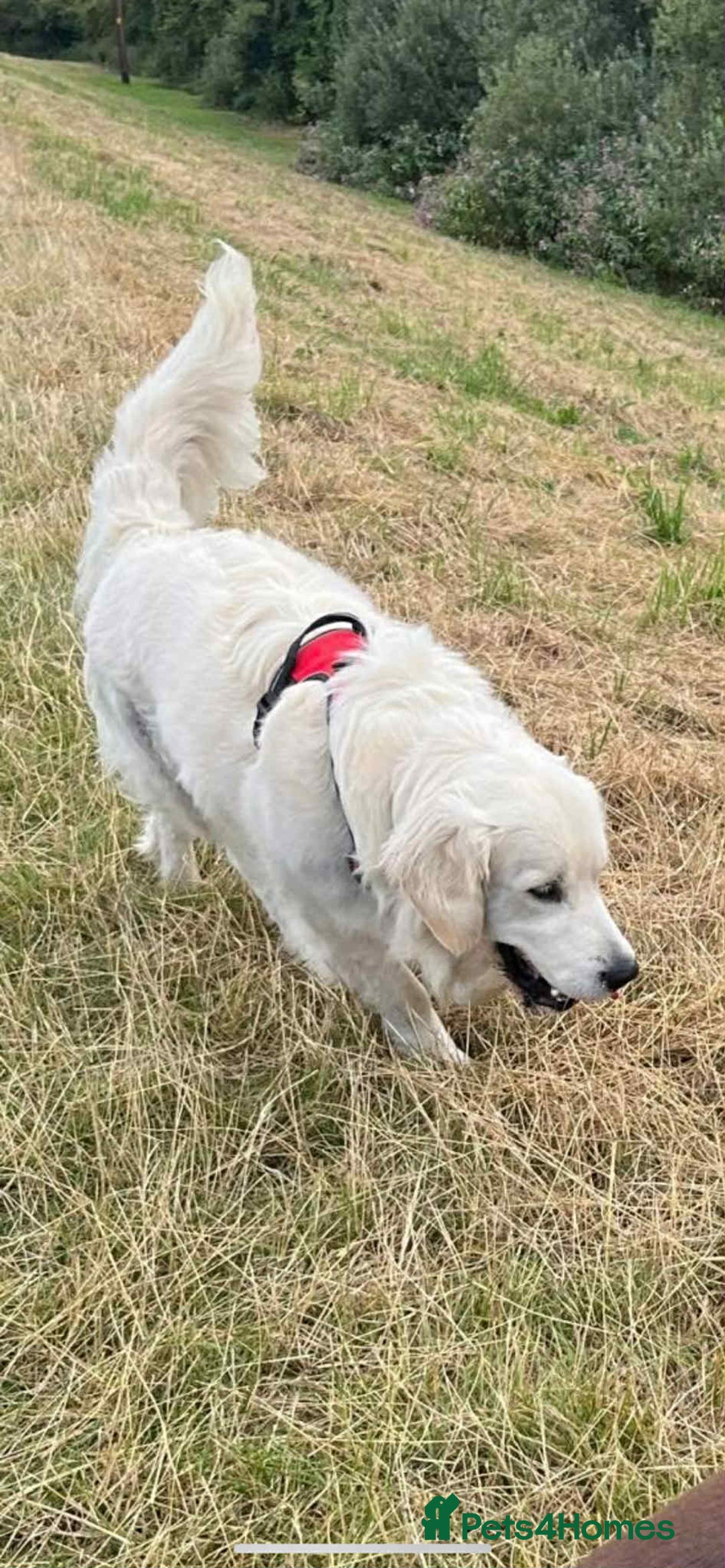 Golden Retriever dogs for stud: Handsome k.c Registered Golden retriever For Stud  in Knottingley - Image 9