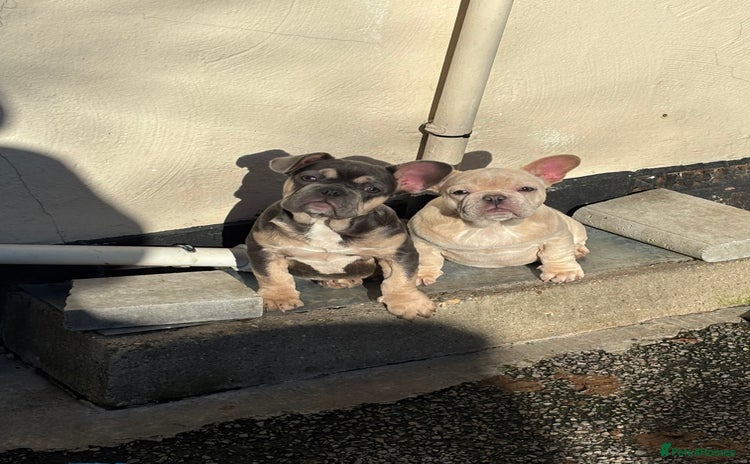 French Bulldog dogs - Advert 1