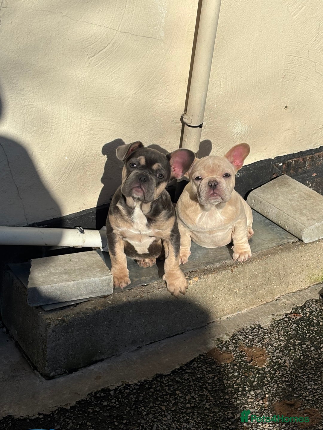 French Bulldog dogs for sale: Frenchies  - Image 1