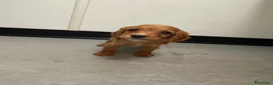 Cockapoo 2