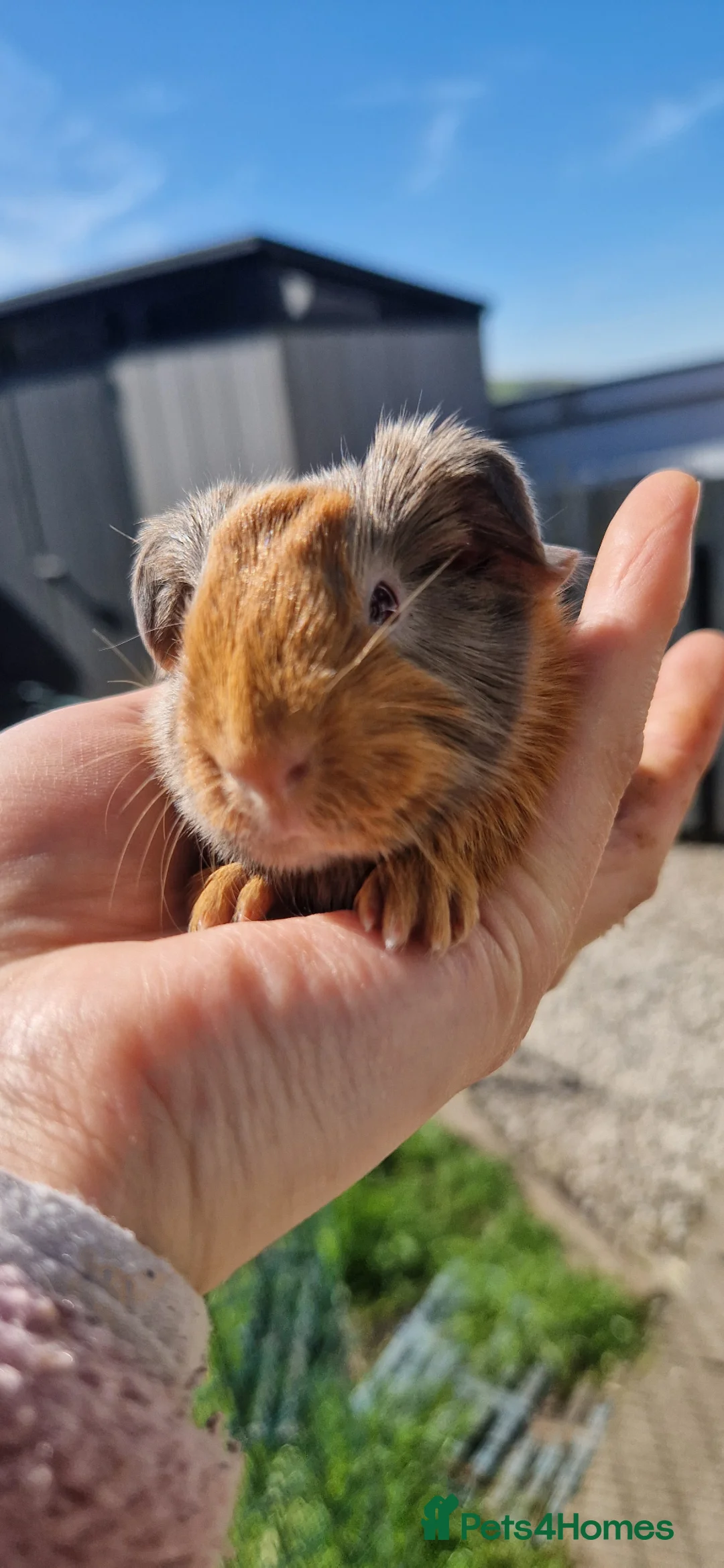 Guinea Pig rodents for sale: Beautiful Sheltie boy available on 27th May 2026  - Advert 1
