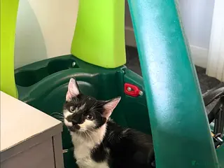 Mixed Breed cats Nibbles - Advert 3