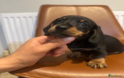 Dachshund dogs for sale: Chunky Standard Homebred Dachshunds - Image 20